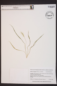 Setaria corrugata image