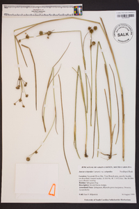 Juncus scirpoides image