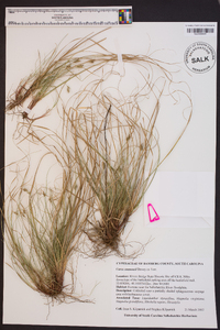 Carex emmonsii image