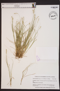 Carex texensis image