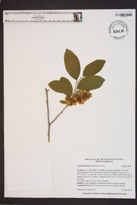 Lyonia mariana image