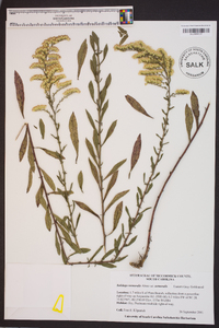 Solidago nemoralis var. nemoralis image