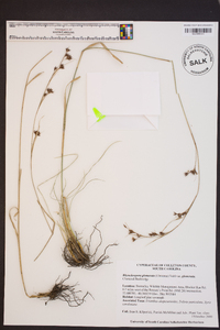 Rhynchospora glomerata image