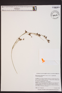 Rhynchospora glomerata image