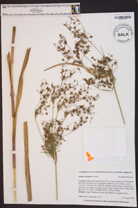 Scirpus expansus image