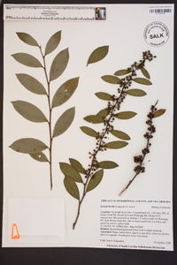 Lyonia lucida image