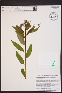 Amsonia tabernaemontana image