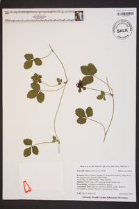 Potentilla indica image