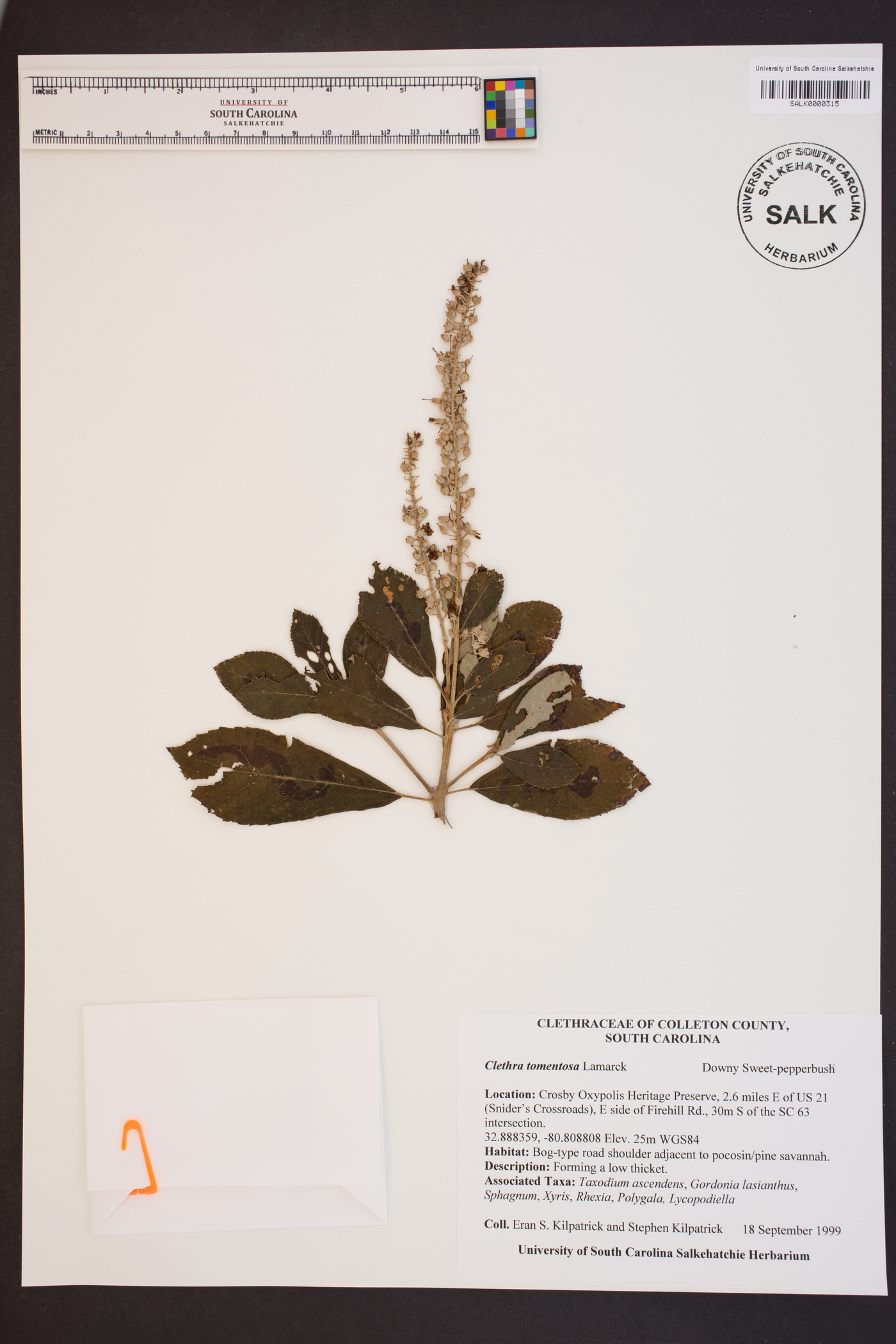 Clethra tomentosa image