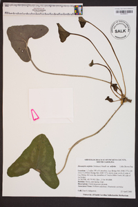 Hexastylis arifolia image