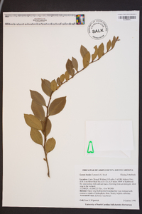 Lyonia lucida image