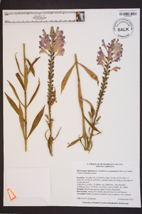 Physostegia virginiana subsp. praemorsa image