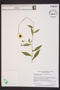 Rudbeckia hirta var. pulcherrima image