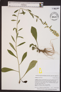 Solidago erecta image