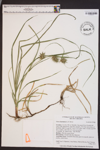 Carex louisianica image