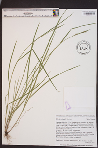 Scleria reticularis image