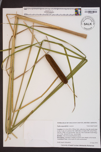 Typha angustifolia image