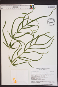 Pteris multifida image