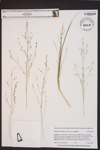 Panicum virgatum var. virgatum image