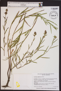 Ludwigia suffruticosa image