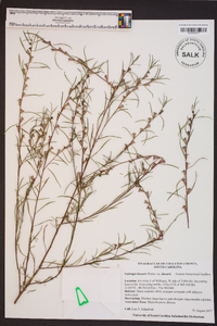 Ludwigia linearis var. linearis image