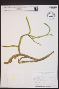 Lycopodiella alopecuroides image