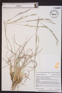 Andropogon capillipes image