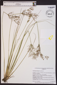 Fimbristylis miliacea image