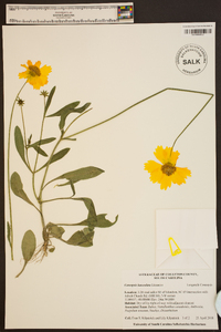 Coreopsis lanceolata image