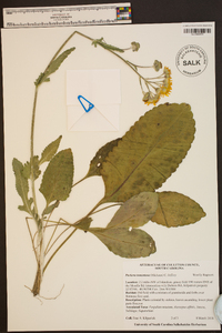 Packera tomentosa image