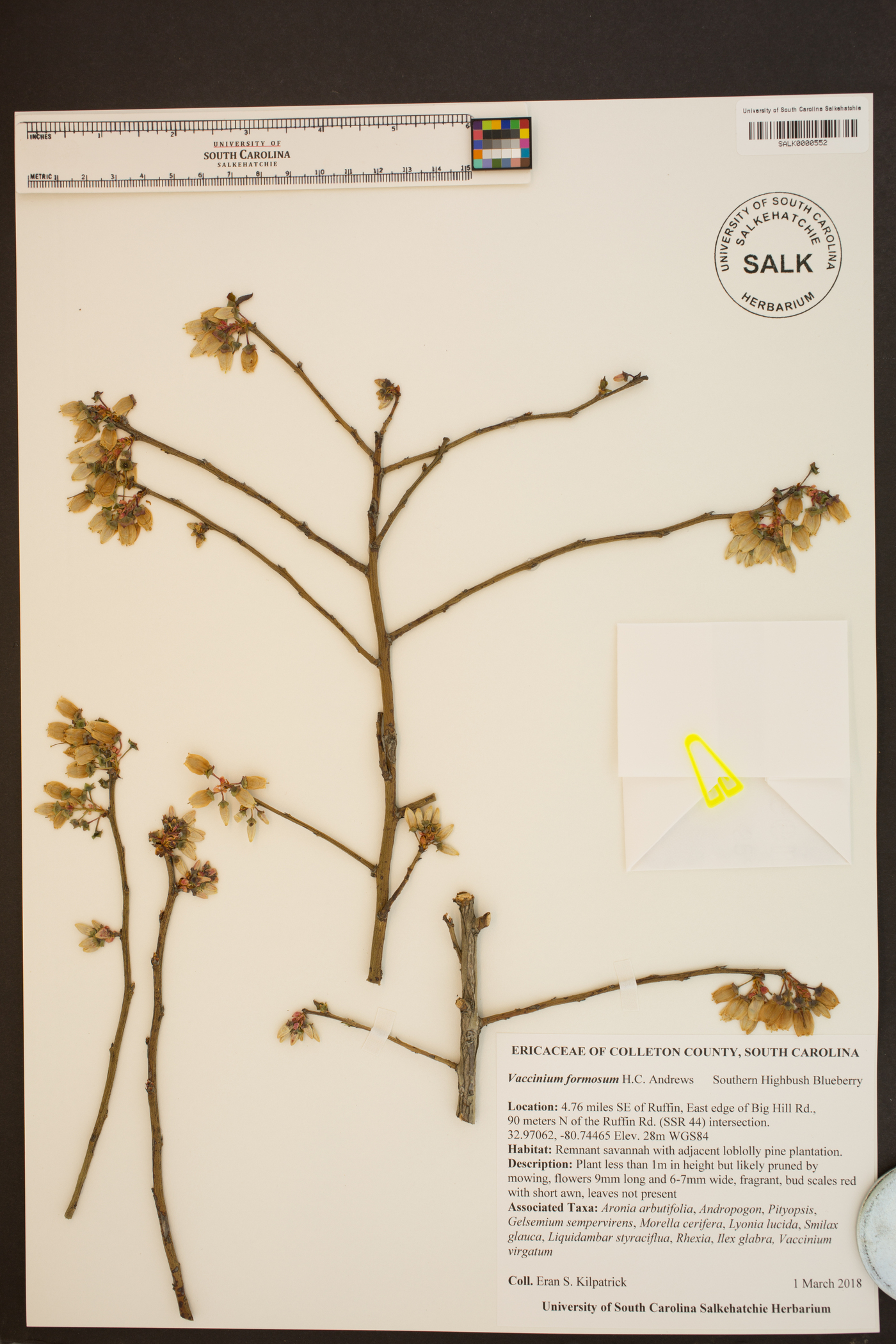 Vaccinium formosum image