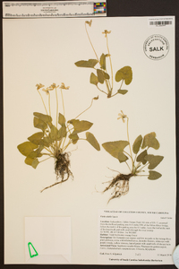 Viola edulis image