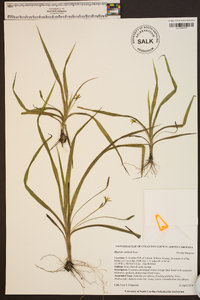 Hypoxis curtissii image