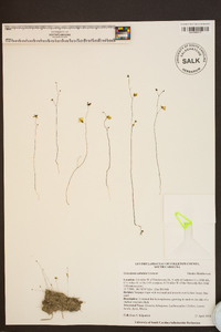 Utricularia subulata image