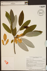 Magnolia virginiana image