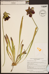 Sarracenia rubra subsp. rubra image