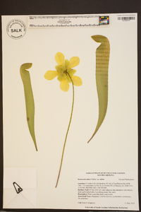 Sarracenia minor var. minor image