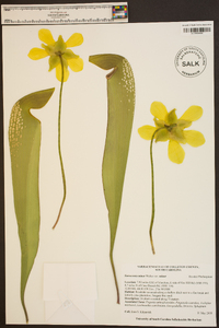 Sarracenia minor var. minor image