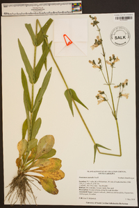 Penstemon australis image