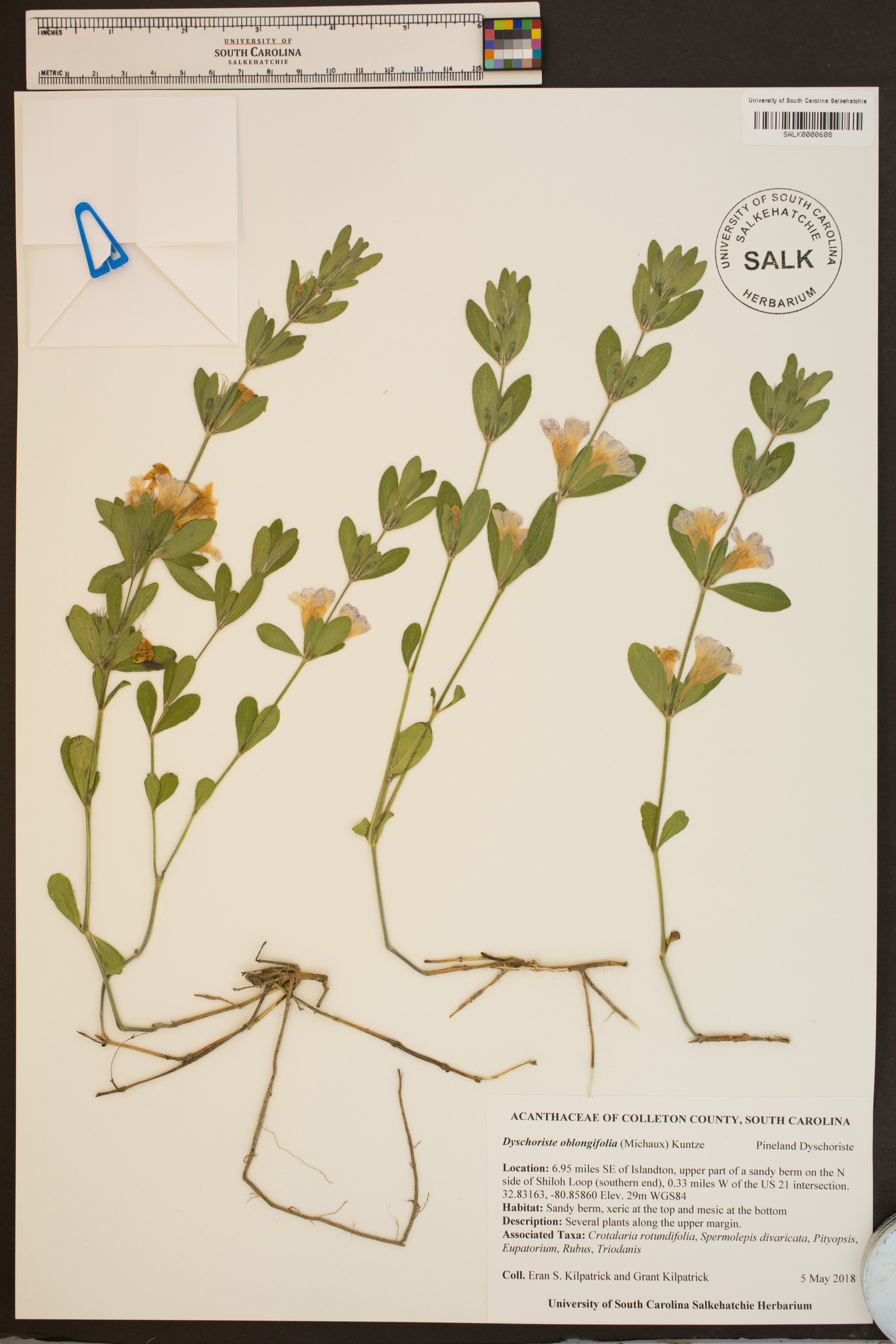 Dyschoriste oblongifolia image