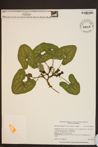 Hexastylis arifolia var. arifolia image