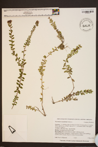 Vaccinium crassifolium image