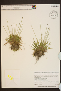 Lachnocaulon anceps image