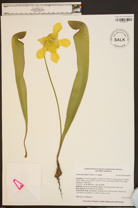 Sarracenia minor var. minor image