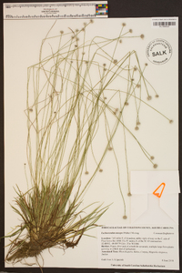 Lachnocaulon anceps image