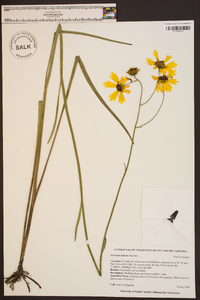 Coreopsis falcata image