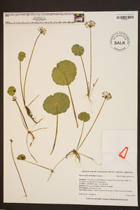 Hydrocotyle umbellata image