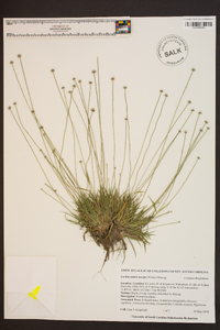 Lachnocaulon anceps image
