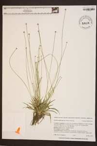 Lachnocaulon anceps image