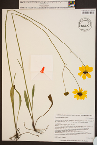 Coreopsis falcata image